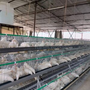 China Model Layer Cage 66" মুরগির খাচা