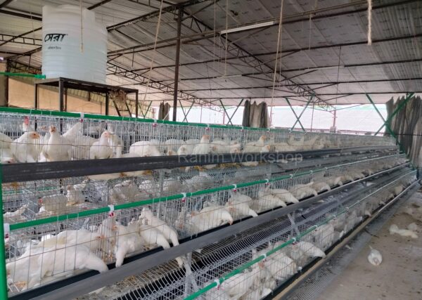 China Model Layer Cage 66" মুরগির খাচা