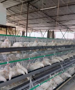 China Model Layer Cage 66" মুরগির খাচা