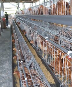 লেয়ার মুরগির খাঁচা- চায়না মডেল