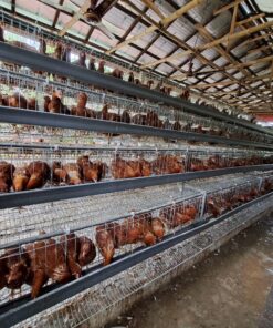 4 Tier - 80 inch Layer Bird Cage- Rahim Workshop Limited
