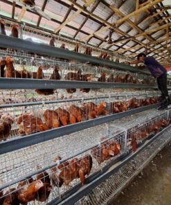 4-Tier-80-inch-Layer-Bird-Cage-Rahim-Workshop-Limited-লেয়ার মুরগির খাঁচা